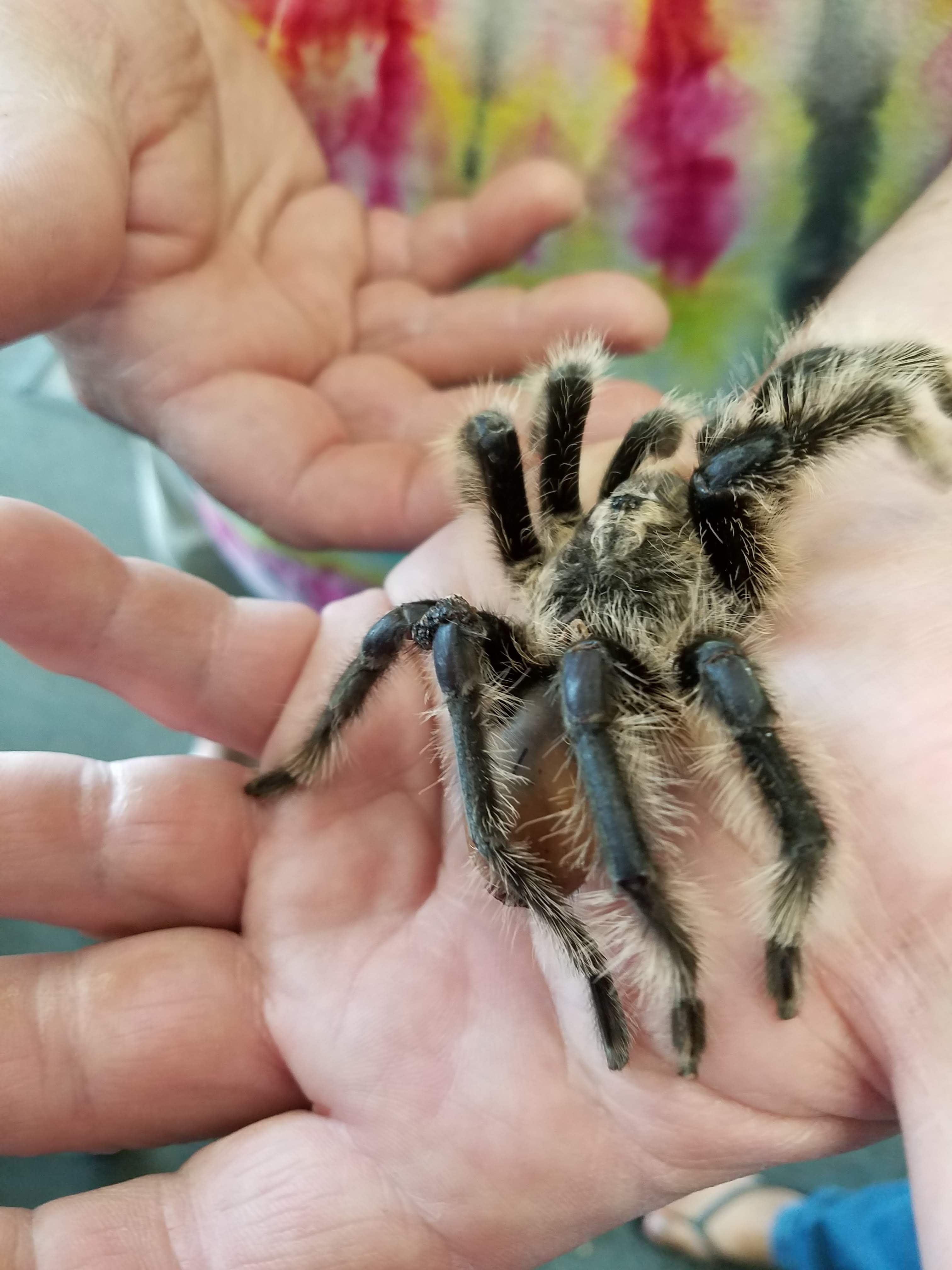 Reptile Ron's Reptile Adventures — Entertainment in Danville
